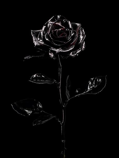 Photograph Gregoire Vieille Black Rose on One Eyeland